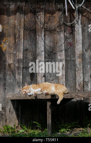 Bruno gatto dorme su una panchina copyspace Foto Stock