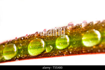 Gocce di acqua su una foglia di rosso refilato Dracaena isolati su sfondo bianco. Immagine macro di pioggia naturale, gocce di rugiada. Il giardinaggio, acqua fresca, Environme Foto Stock