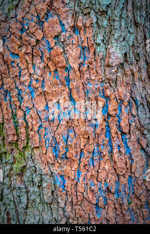 Close up immagine astratta di corteccia di albero con tracce di vernice blu che indica un segnavia. Foto Stock