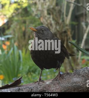 Merlo femmina (Turdus Merula) appollaiato sul ramo tra fiori di primavera in un giardino inglese. Aprile 2019, Midlands, Regno Unito Foto Stock