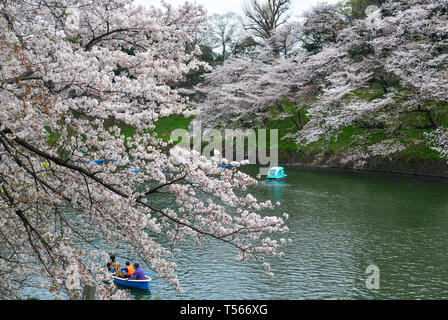 Le persone godono di fiori di ciliegio da barche a remi Chidorigafuchi Park a Tokyo, Giappone. Foto Stock