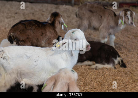 Allevamento di capre in un granaio Foto Stock