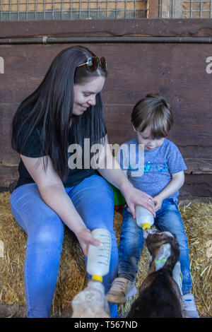 Madre e figlio giovane capre di alimentazione dalla bottiglia in una fattoria Foto Stock