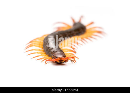 Centipede chilopoda o isolati su sfondo bianco Foto Stock