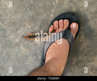 Le persone sono state morso da un centipede a piedi camminando nella loro casa Foto Stock