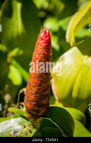 Napili Pigna lo zenzero Foto Stock