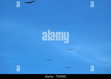 Gruppo di condor andino uccelli che vola nel cielo blu oltre il Canyon del Colca Arequipa, regione del Perù Foto Stock