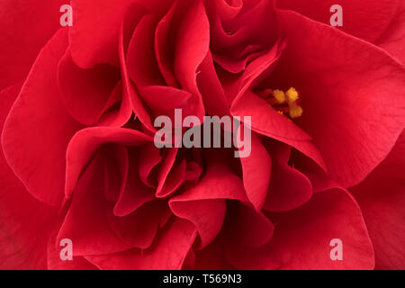 Unico pink camellia flower close up full frame Foto Stock