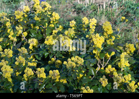 Mahonia aquifolium, oregon-uva bush con fiori gialli in giardino Foto Stock