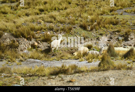 Gruppo di Alpcacas pascolare nel campo di Salinas y Aguada Blanca riserva nazionale, regione di Arequipa, Perù Foto Stock