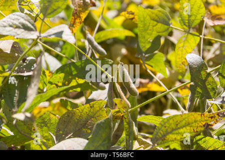 Vista ravvicinata di fagioli di soia sulle piante Foto Stock