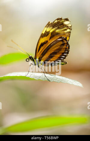 Heliconius ismenius arroccato su una foglia. Foto Stock