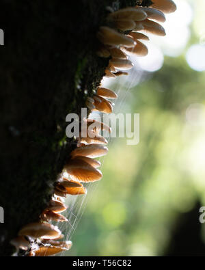 I funghi che crescono su lato del tronco di albero corteccia nel verde folto della foresta pluviale. Ragnatele sui funghi Foto Stock