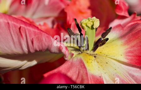 Albicocca Parrot Tulip Foto Stock