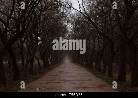 Vicolo in autunno o in primavera Park in cattive condizioni atmosferiche. sulle vie di pozzanghere, l'aria è umidità e nebbia. Non ci sono foglie degli alberi, pendono su Foto Stock