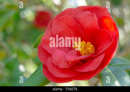 Close-up di un rosso Royal velluto (Camellia japonica) fiore in primavera. Vista di una fioritura di Camellia rosso fiore in aprile. Rosso fiori di primavera. Foto Stock