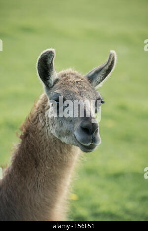 Ritratto di un llama (Lama glama) Foto Stock