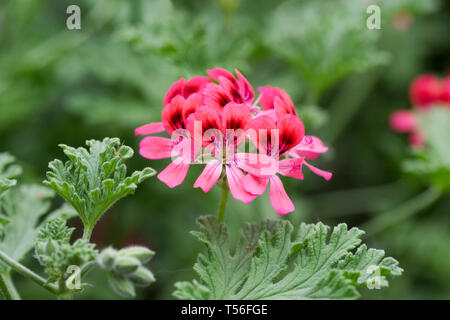 Pelargonium 'rosa' Fiori. Foto Stock