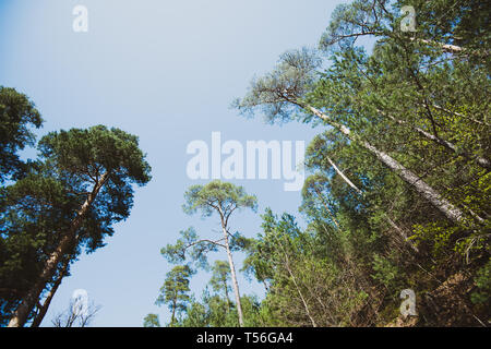 Basso angolo vista da sotto al pines tettoie contro il cielo blu nella foresta - Concetto di largess e silenziosità Foto Stock