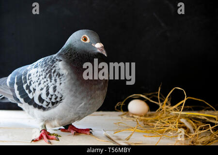 Pigeon recante l'uovo in home loft Foto Stock