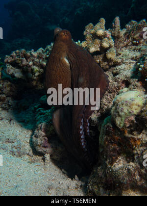 Polpo su una barriera corallina in Lombok Foto Stock