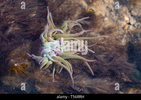 Snakelocks anemone (Anemonia viridis) in zona intercotidale in riva al mare a testa di collina vicino a Titchfield, UK. Gli animali marini. Foto Stock