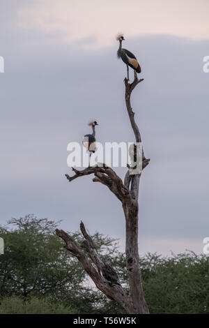 Due Grey Crowned cranes appollaiato in un intoppo, Tanzania Foto Stock