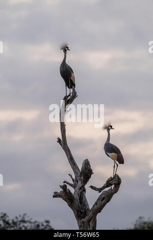 Due Grey Crowned cranes appollaiato in un intoppo, Tanzania Foto Stock