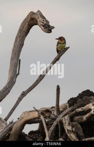 Rosso e giallo barbet seduto su un ramo Foto Stock