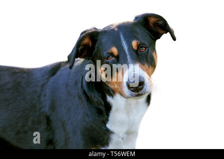 La Appenzeller cane di montagna isolate su sfondo bianco Foto Stock