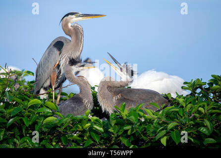 Un adulto airone blu (Ardea erodiade) con due ragazzi in un nido. Foto catturate nel sud della Florida. Foto Stock