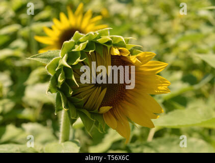 Il girasole è quasi pronto a fiorire. Foto Stock