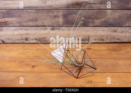 Florarium vaso di vetro con piante succulente. Cactus in miniatura su sfondo di legno. Foto Stock