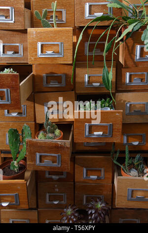 Raccolta di vari cactus e le piante succulente in vintage cabinet file Foto Stock