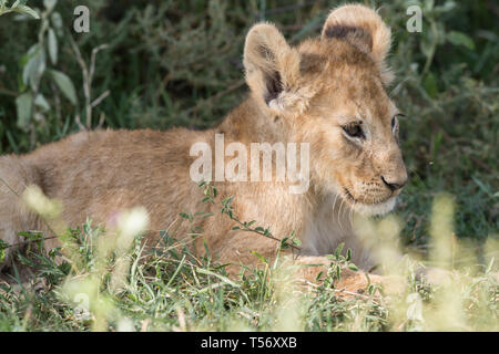 Lion cub in appoggio, Tanzania Foto Stock