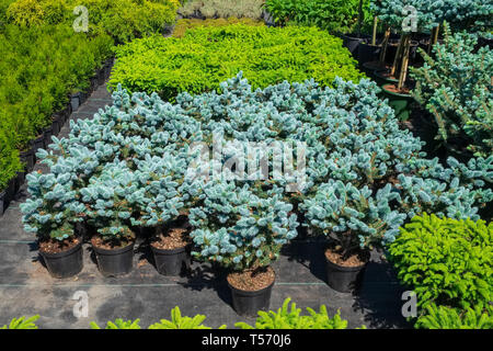 Gli abeti, ginepri, cipressi e thuja piante in vasi di plastica per la vendita. Foto Stock