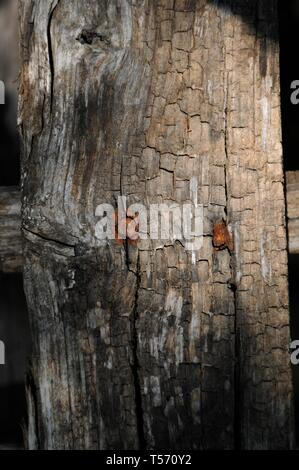 Chiodi arrugginiti in una trama vecchio pezzo di legno. Foto Stock