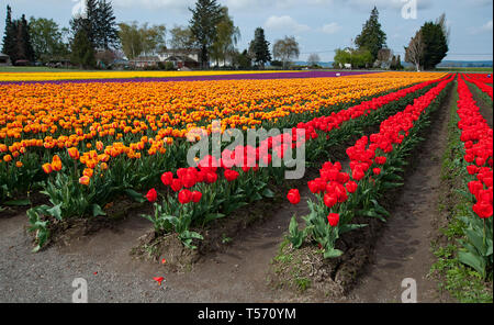 Splendida coloratissimi campi di tulipani in rosso, arancione e viola le righe di colore giallo di primavera tulipani in questo paesaggio fotografico. Foto Stock