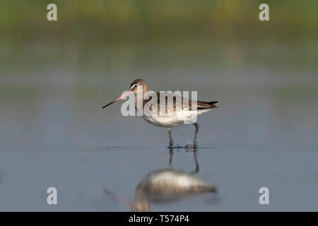 Nero-tailed godwit, Limosa limosa, India. Foto Stock