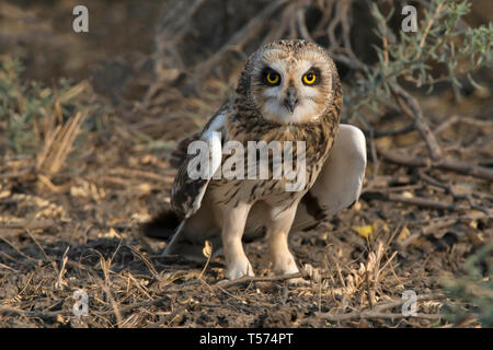 Corto-eared owl, asio flammeus, India. Foto Stock