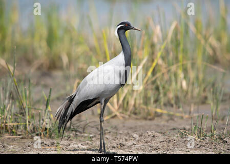 Demoiselle gru Grus virgo, India. Foto Stock