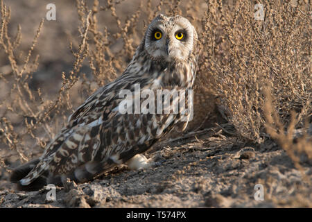 Corto-eared owl, asio flammeus, India. Foto Stock