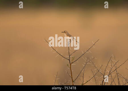 Bianco-browed bush chat, Saxicola macrorhynchus o Stoliczka's bushchat, Tal Chhapar Santuario, Rajasthan, India. Foto Stock