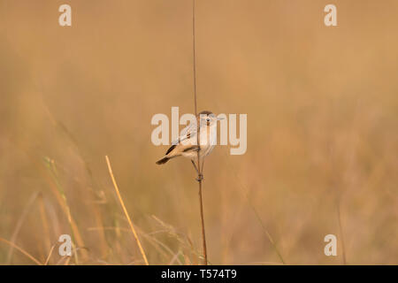 Bianco-browed bush chat, Saxicola macrorhynchus o Stoliczka's bushchat, Tal Chhapar Santuario, Rajasthan, India. Foto Stock