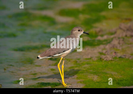 White Tailed pavoncella o bianco-tailed plover, Vanellus leucurus, Tal Chhapar Santuario, Rajasthan, India. Foto Stock