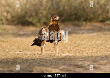 Steppa eagle, Aquila nipalensis, Tal Chhapar Santuario, Rajasthan, India. Foto Stock