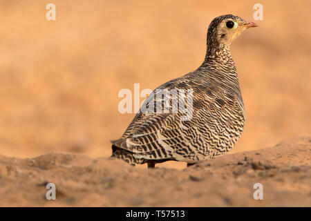 Sandgrouse verniciato, Pterocles indicus, femmina, maggiore Rann di Kutch, Gujarat, India. Foto Stock