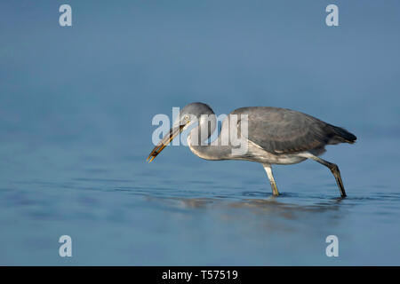 Reef heron, Egretta gularis, Jamnagar, Gujarat, India. Foto Stock