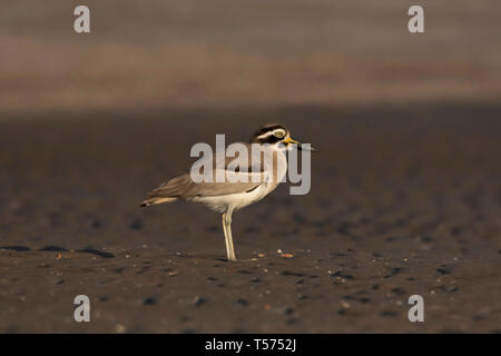 Grande pietra-curlew, Esacus recurvirostris, Jamnagar, Gujarat, India. Foto Stock