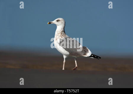 Pallas gabbiano o grande a testa nera, gabbiano Ichthyaetus ichthyaetus, Jamnagar, Gujarat, India. Foto Stock